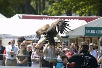 Birds of Prey Displays 373356 Image 1